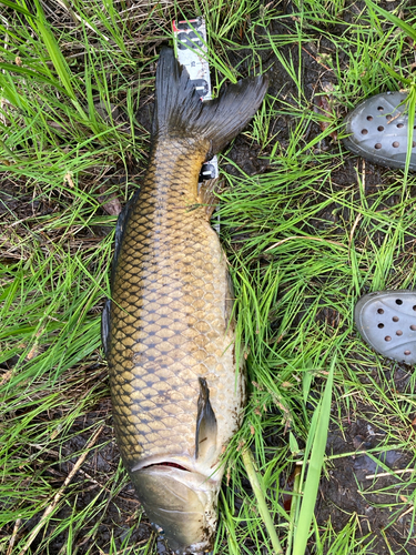 コイの釣果