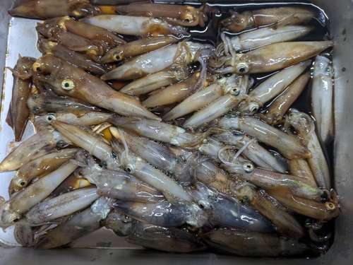 ベイカの釣果