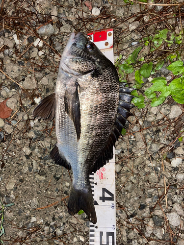 クロダイの釣果