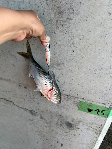 コノシロの釣果