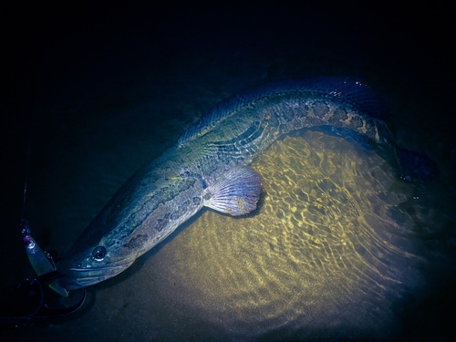 ライギョの釣果