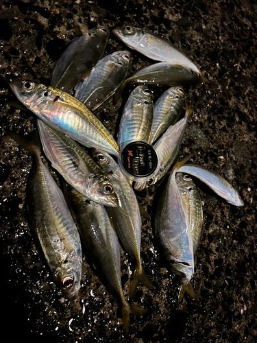 アジの釣果