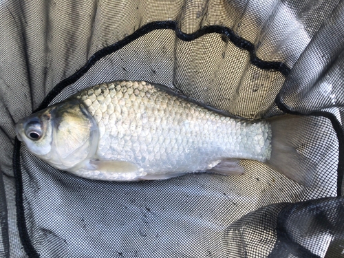 ヘラブナの釣果