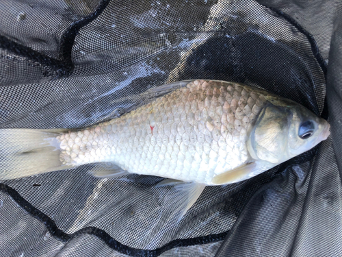 ヘラブナの釣果