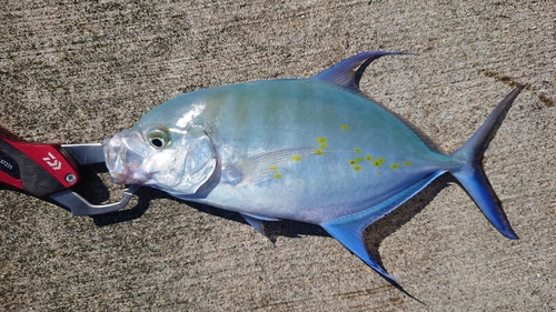 ナンヨウカイワリの釣果