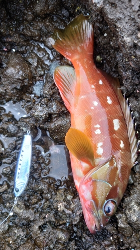 アカハタの釣果