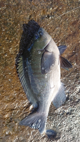 メジナの釣果