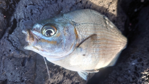 イスズミの釣果