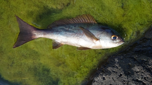 イサキの釣果