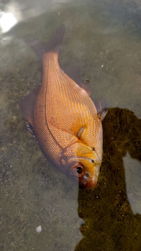 アカタナゴの釣果