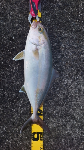 ショゴの釣果