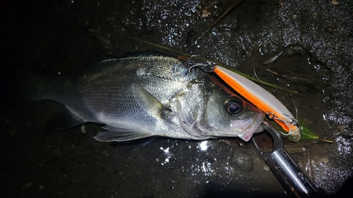 セイゴ（ヒラスズキ）の釣果