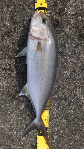 ショゴの釣果