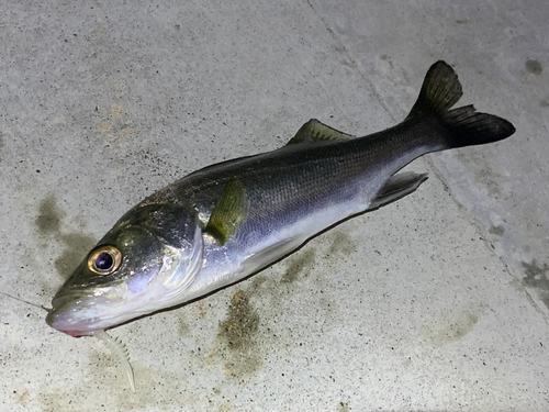 セッパ（ヒラスズキ）の釣果