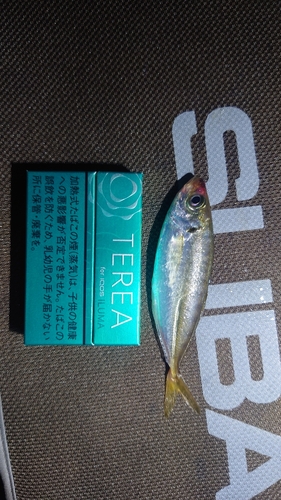 マアジの釣果