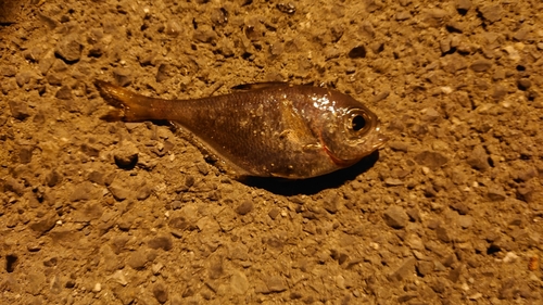 ミナミハタンポの釣果