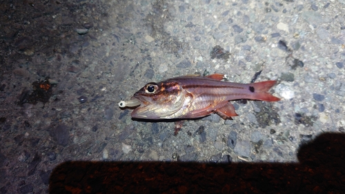 ネンブツダイの釣果