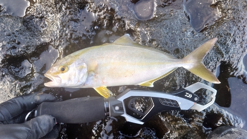 ショゴの釣果