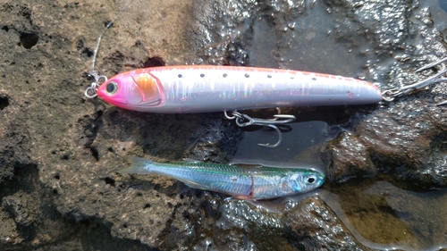 トウゴロウイワシの釣果