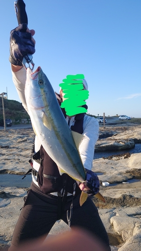 ワラサの釣果