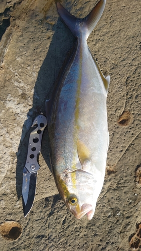 ショゴの釣果