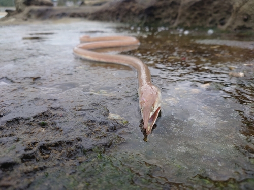 ダイナンウミヘビの釣果