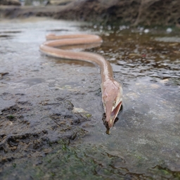 ダイナンウミヘビ