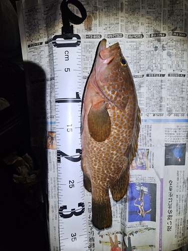 キジハタの釣果