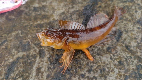 アナハゼの釣果