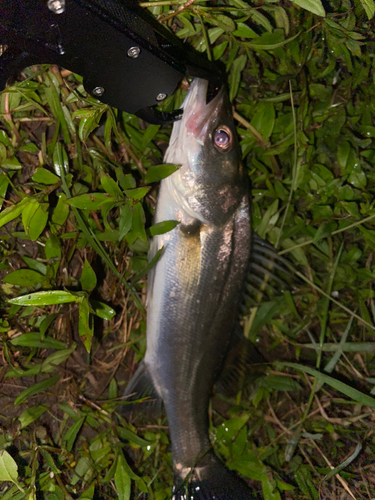 セイゴ（ヒラスズキ）の釣果