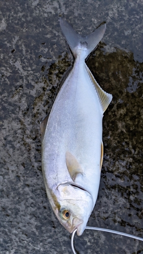 ショゴの釣果