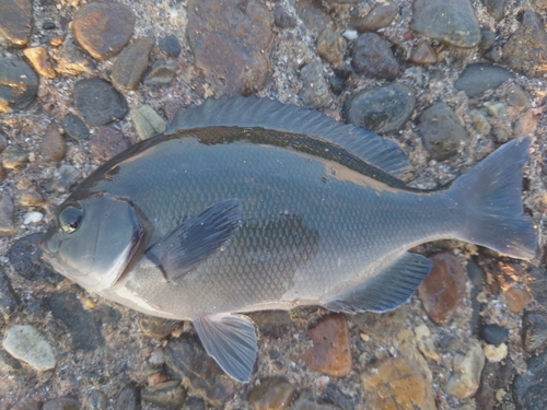 クロメジナの釣果