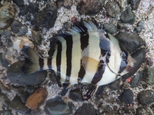 イシダイの釣果