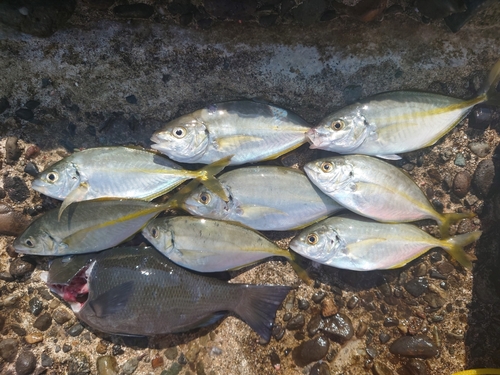 シマアジの釣果