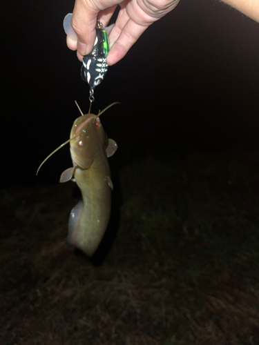 マナマズの釣果