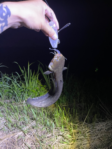 マナマズの釣果