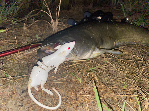 ナマズの釣果