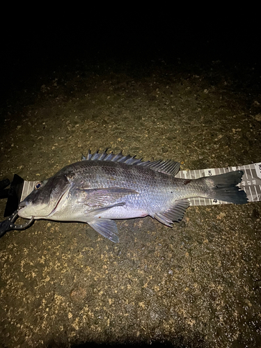 クロダイの釣果