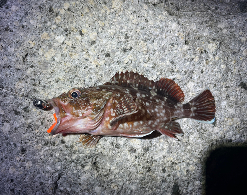 カサゴの釣果