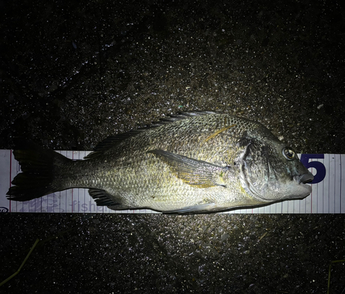 クロダイの釣果