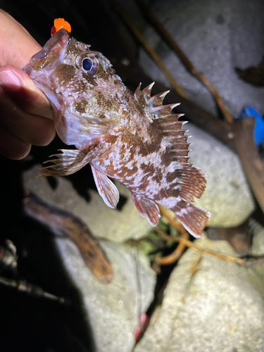 カサゴの釣果