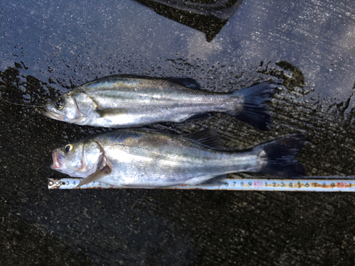 フッコ（マルスズキ）の釣果