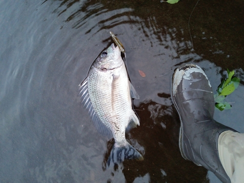 キビレの釣果