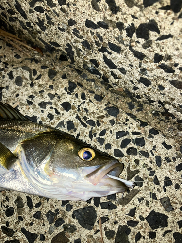 シーバスの釣果