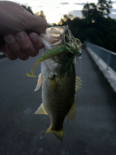 釣果