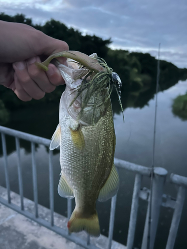 釣果