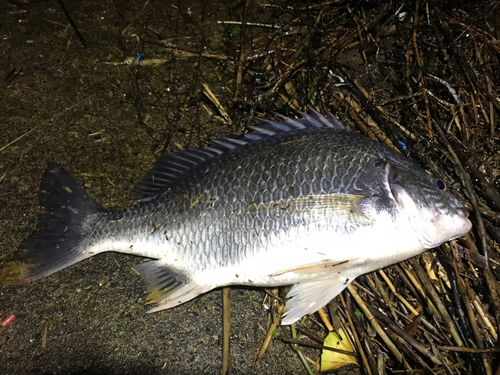 キビレの釣果