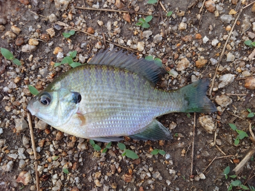 ブルーギルの釣果