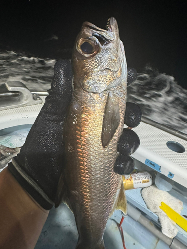 クロムツの釣果