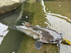 アメリカナマズの釣果